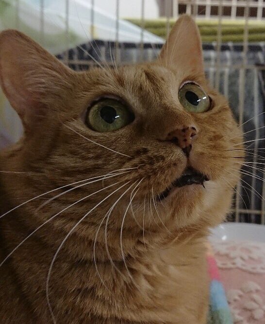 🐾里親様募集中🐾雑種猫のちび茶ちゃん💕2019,9,6
